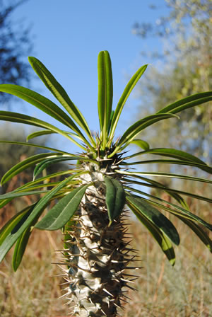 Pachypodium lamerei in der Natur