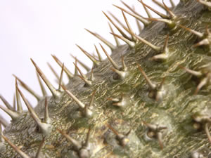 Stamm der Palme