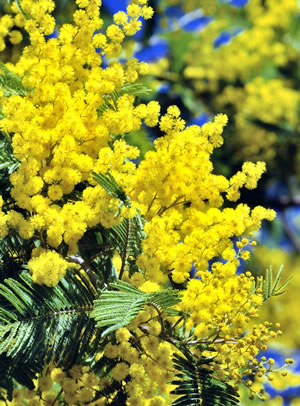 Blüte der Mimose