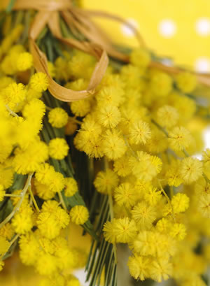 Nahaufnahme der Blüten