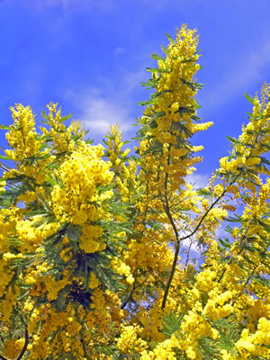 Mimose Stauch