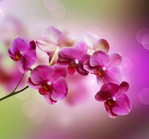Orchidee