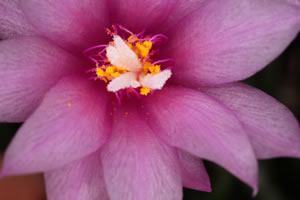 Blüte des Osterkaktus
