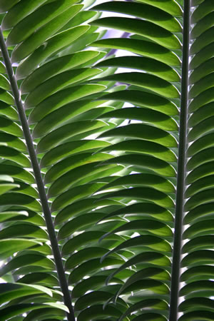 Blätter des Palmfarn