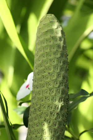 Blüte der Monstera