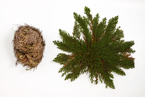 Rose von Jericho offen