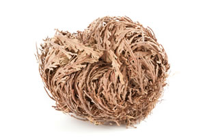 Rose von Jericho geschlossen