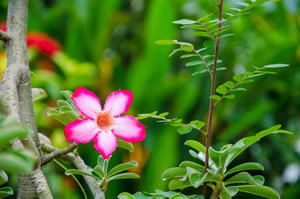 Blüte von Adenium