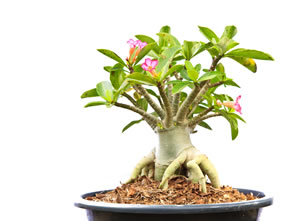 Wüstenrose als Bonsai