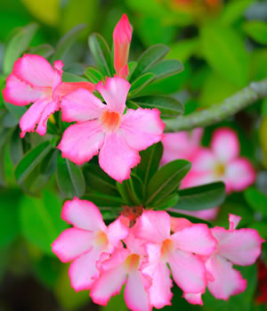 Wüstenrose in rosa