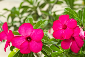 Wüstenrose violett