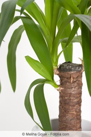lange Yucca