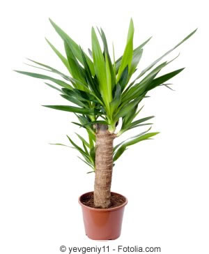 Yucca Palme