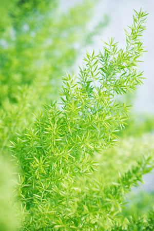 Asparagus densiflorus