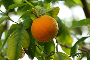 Mandarine