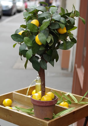 Zitronenbaum in Orangerie überwintern
