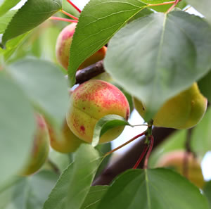 Aprikosenbaum krankheiten