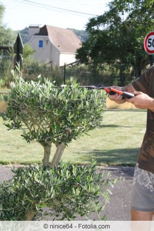 olivenbaum schneiden anleitung
