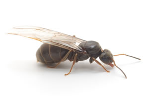 Fliegende Ameisen in Haus und Garten bekämpfen