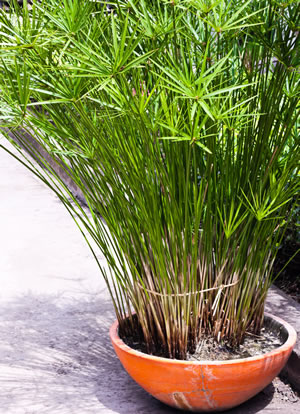 Papyrus-Pflanze, Echter Papyrus - Pflege der Papyrusstaude