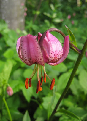 Türkenbund-Lilie, Lilium martagon - Pflege-Anleitung